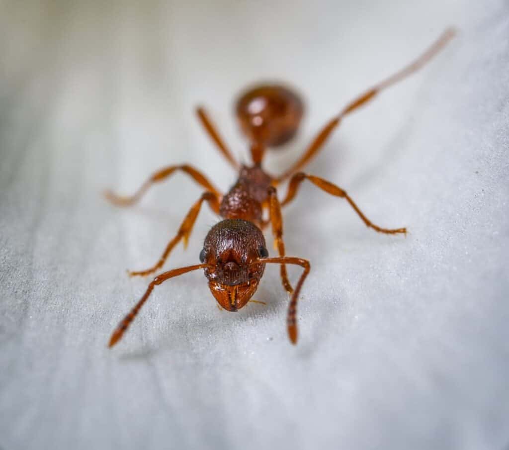 home remedies for ants- Red ant