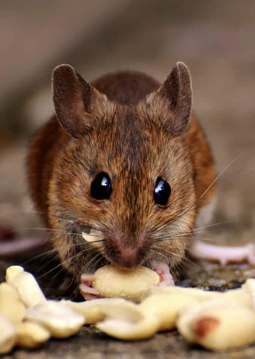 Get rid of mice- mouse eating
