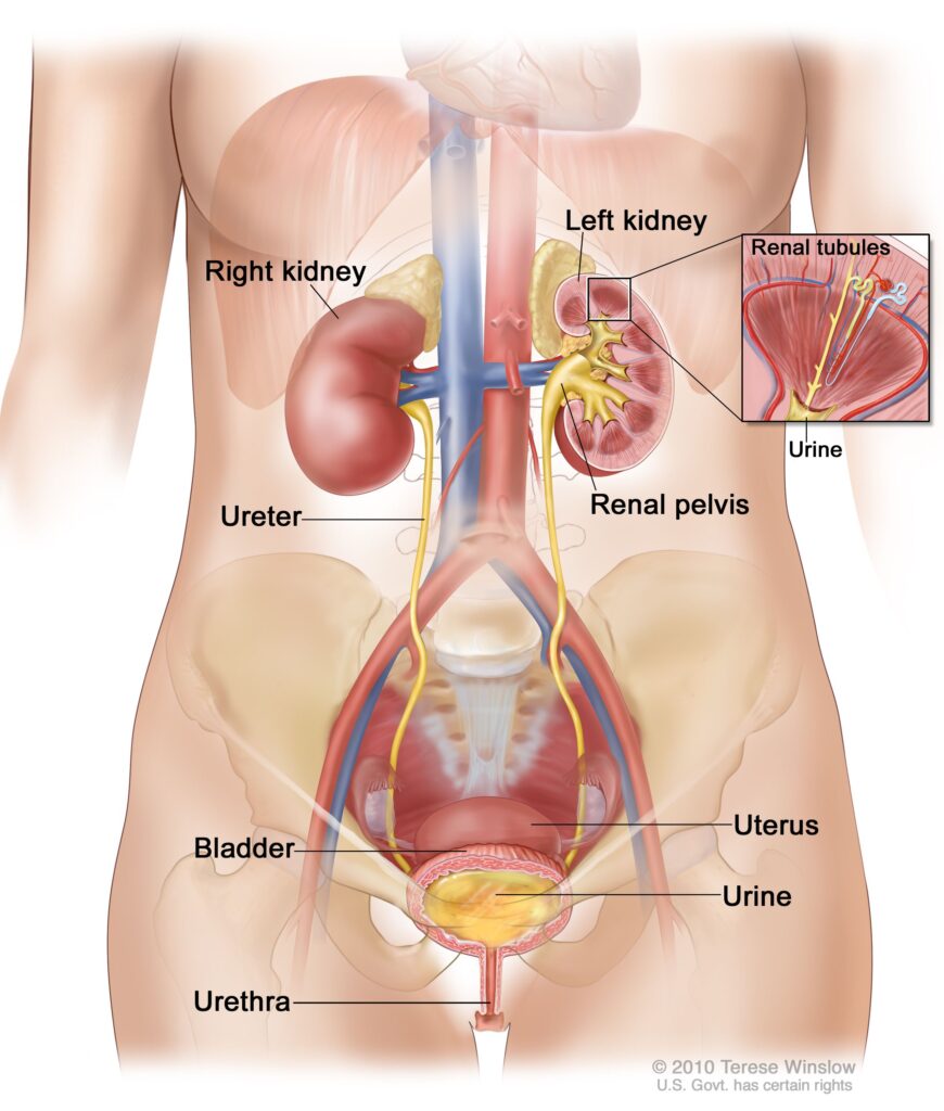 weak bladder female