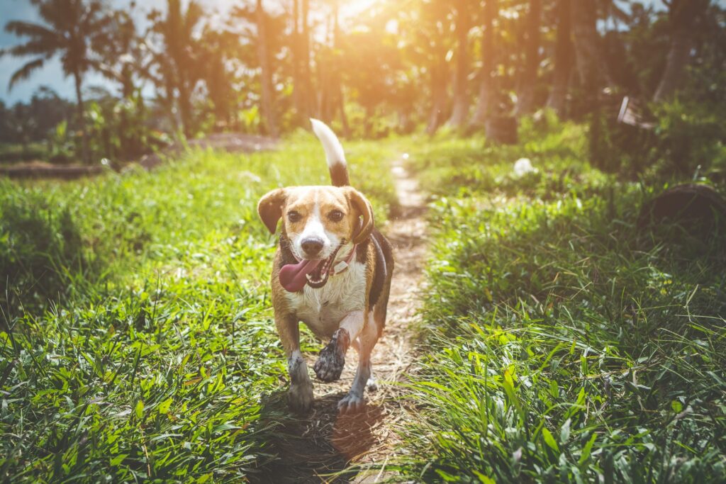 Taking dog outside to calm down dog anxiety