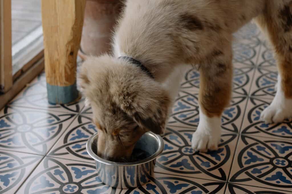 homemade dog food, a dog feeding