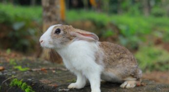 Top 7 Rabbit Repellent Ideas That are Safe for Pets