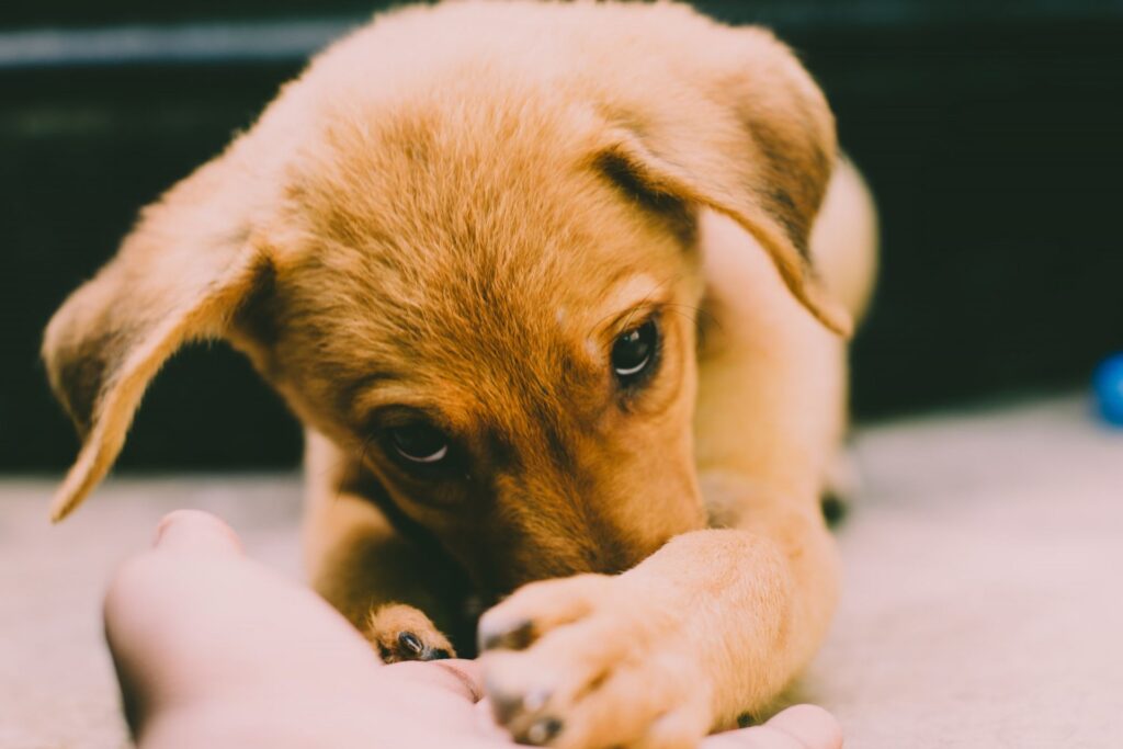 Anxiety in dog, a small brown pup,