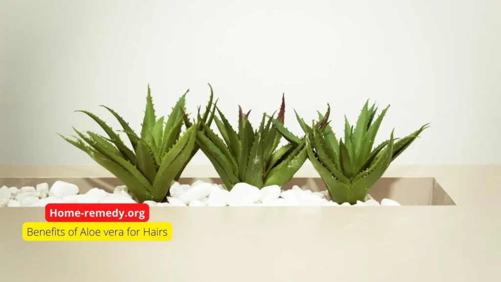 Plants of aloe vera with written text benefits of aloe vera for hairs.