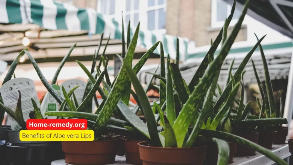 plants of aloe vera with benefits of aloe vera written on it.